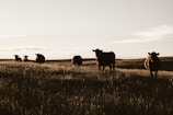 herd of cows on grassland
