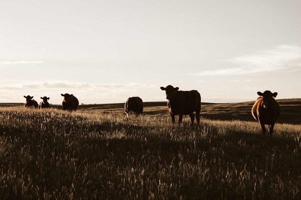 troupeau de vaches sur les prairies
