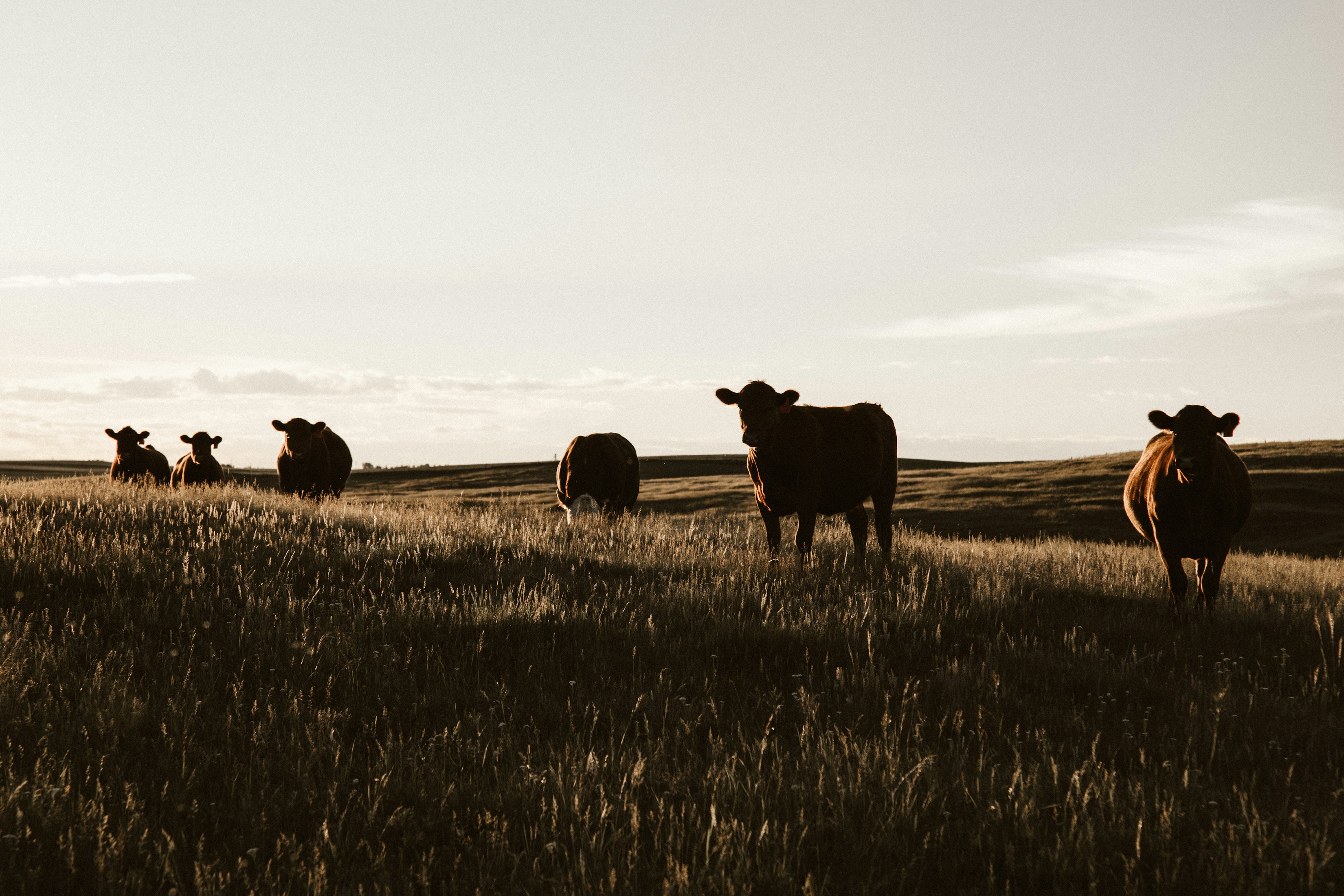 Counterfeit Cows: Cheating the Grass-Fed Beef Label