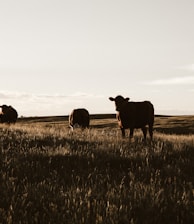 herd of cows on grassland