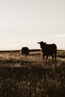 herd of cows on grassland