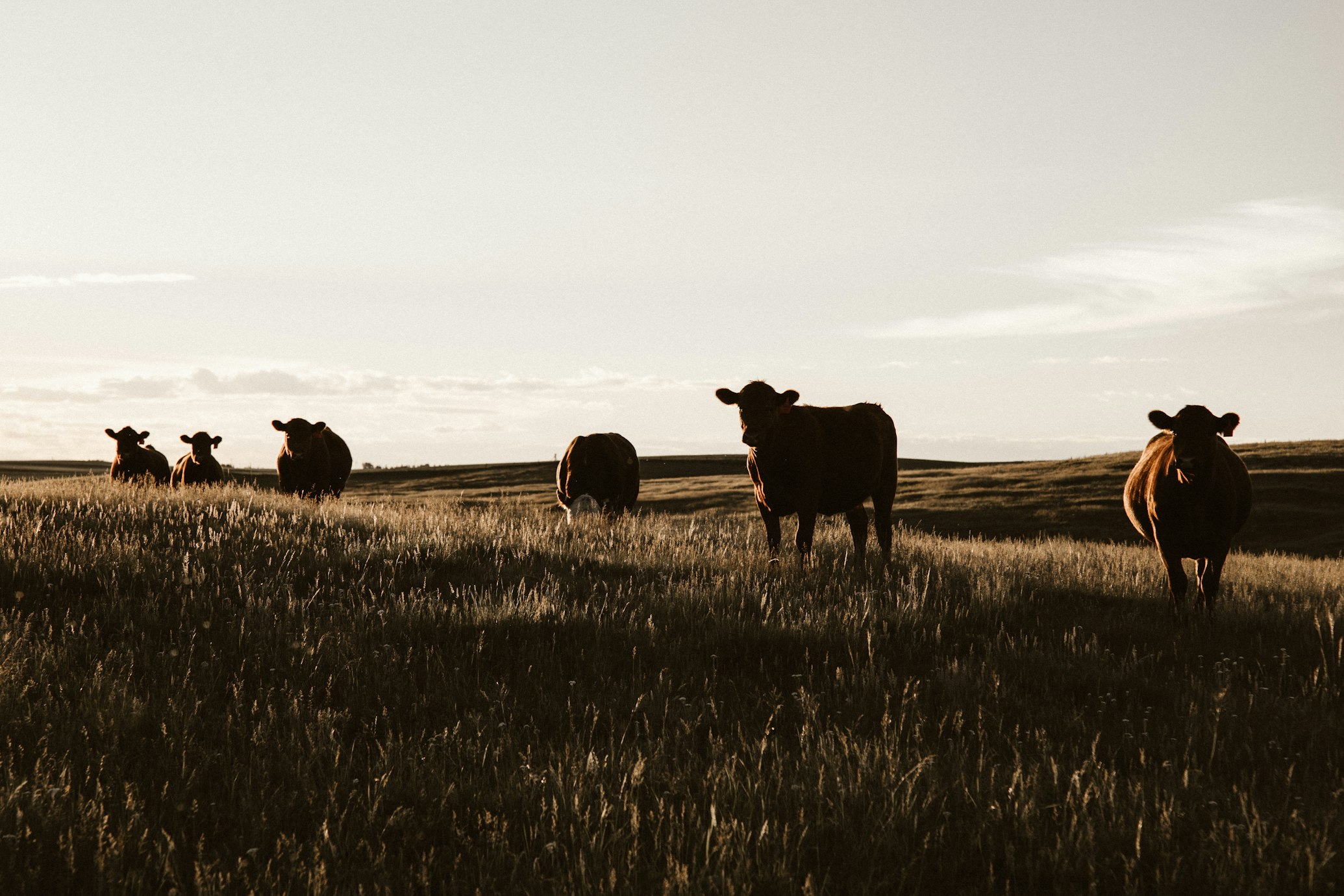 Cattle (Priscilla Du Preez via Unsplash)