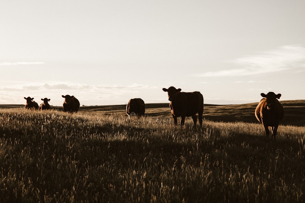 herd of cows on grassland