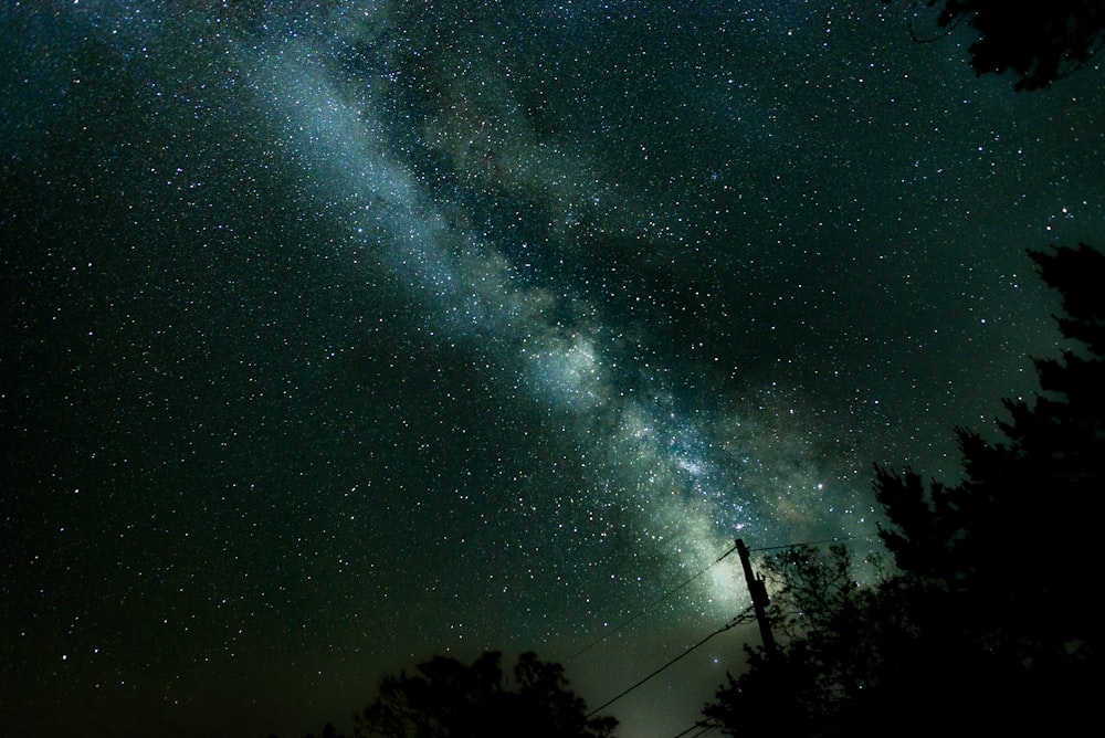 silhouette of trees under starry sky