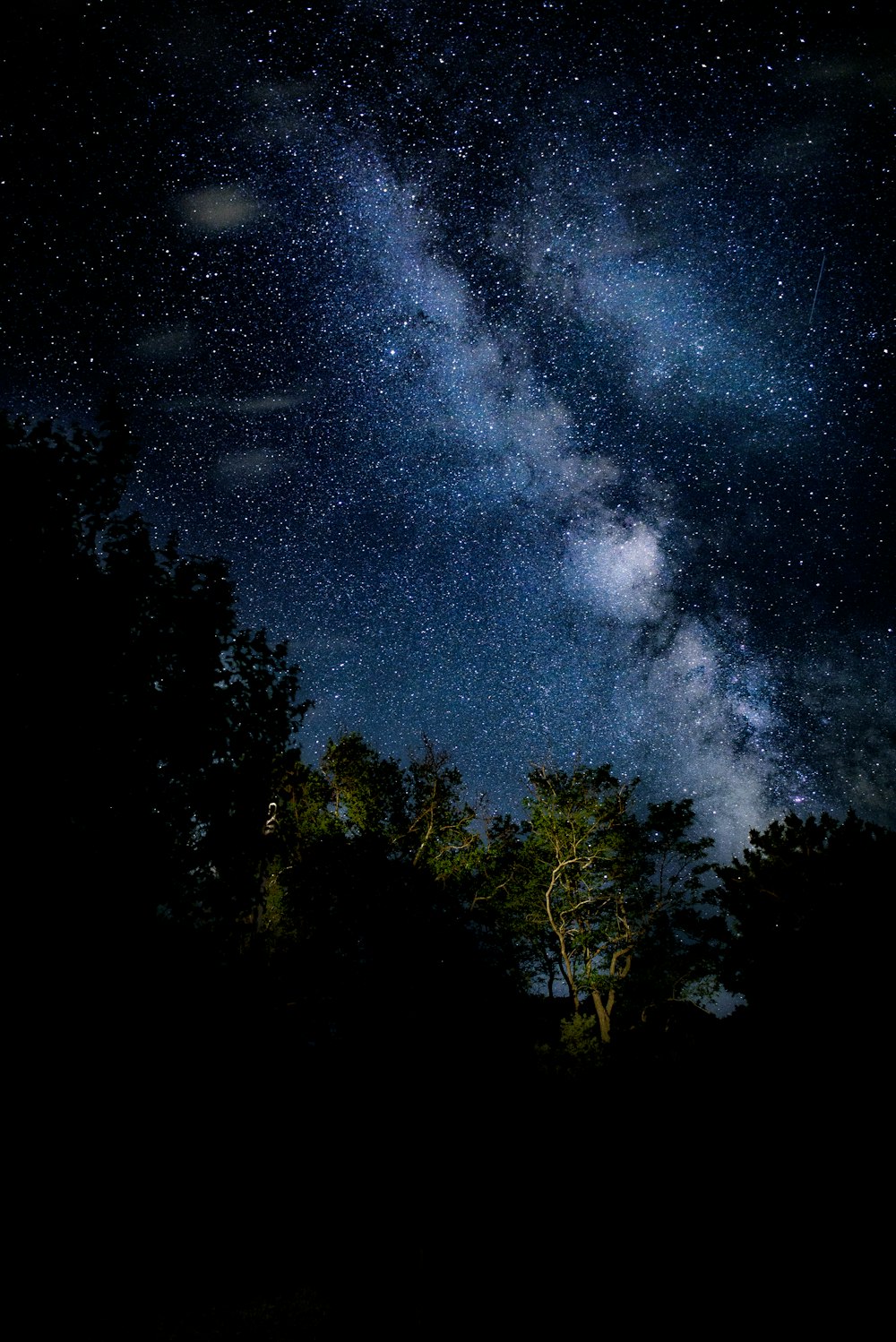 星空の下の緑の木々