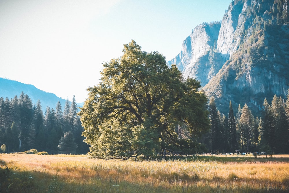 green trees beside rocky mountain during daytime