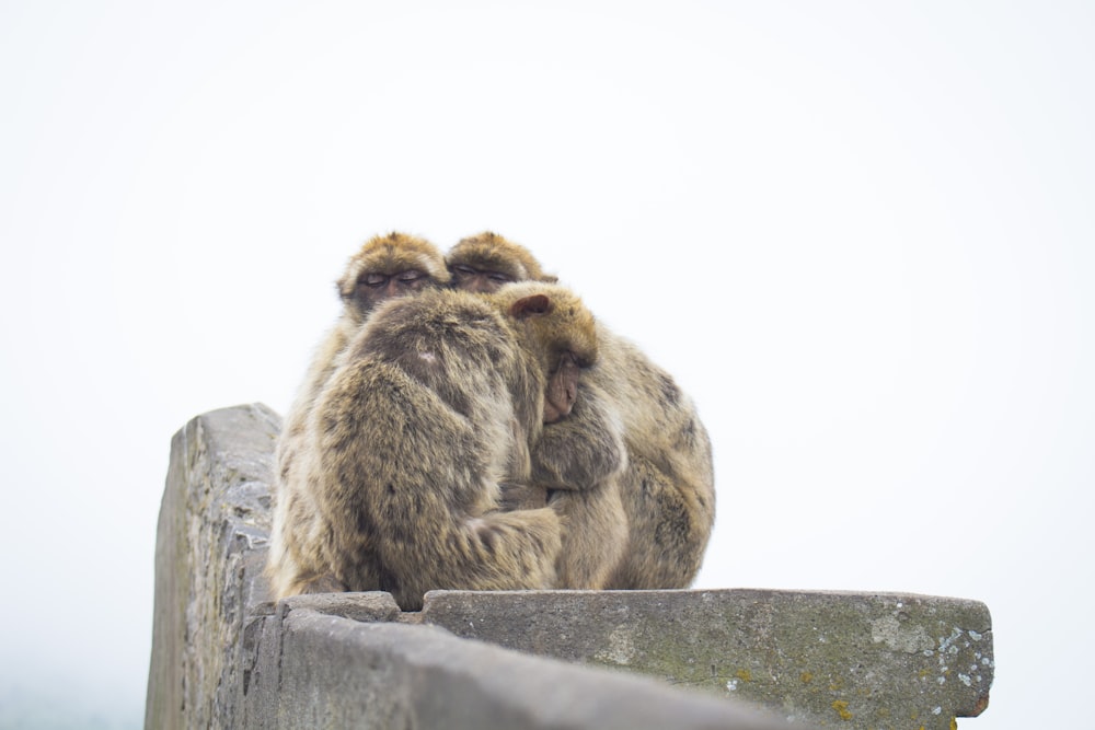 Fotografia de foco raso de macaco marrom abraçando-se