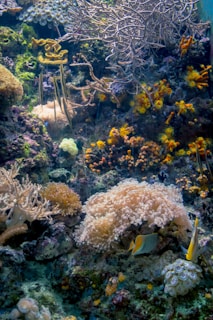A vibrant underwater coral reef scene featuring diverse coral formations in various colors and textures. Brightly colored fish swim among the corals, with yellow, white, and black patterns. The scene is rich with marine life, including anemones and small sea plants. The intricate branches of fan corals form a natural backdrop.