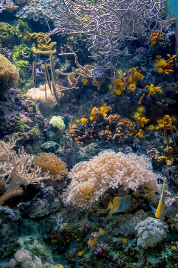 A vibrant underwater coral reef scene featuring diverse coral formations in various colors and textures. Brightly colored fish swim among the corals, with yellow, white, and black patterns. The scene is rich with marine life, including anemones and small sea plants. The intricate branches of fan corals form a natural backdrop.