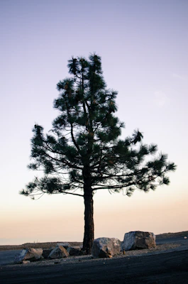 green tree under gray sky