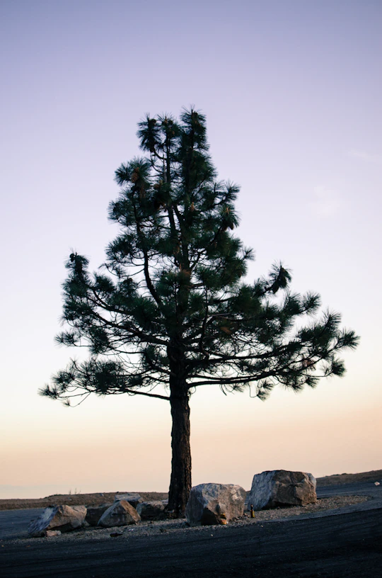 green tree under gray sky