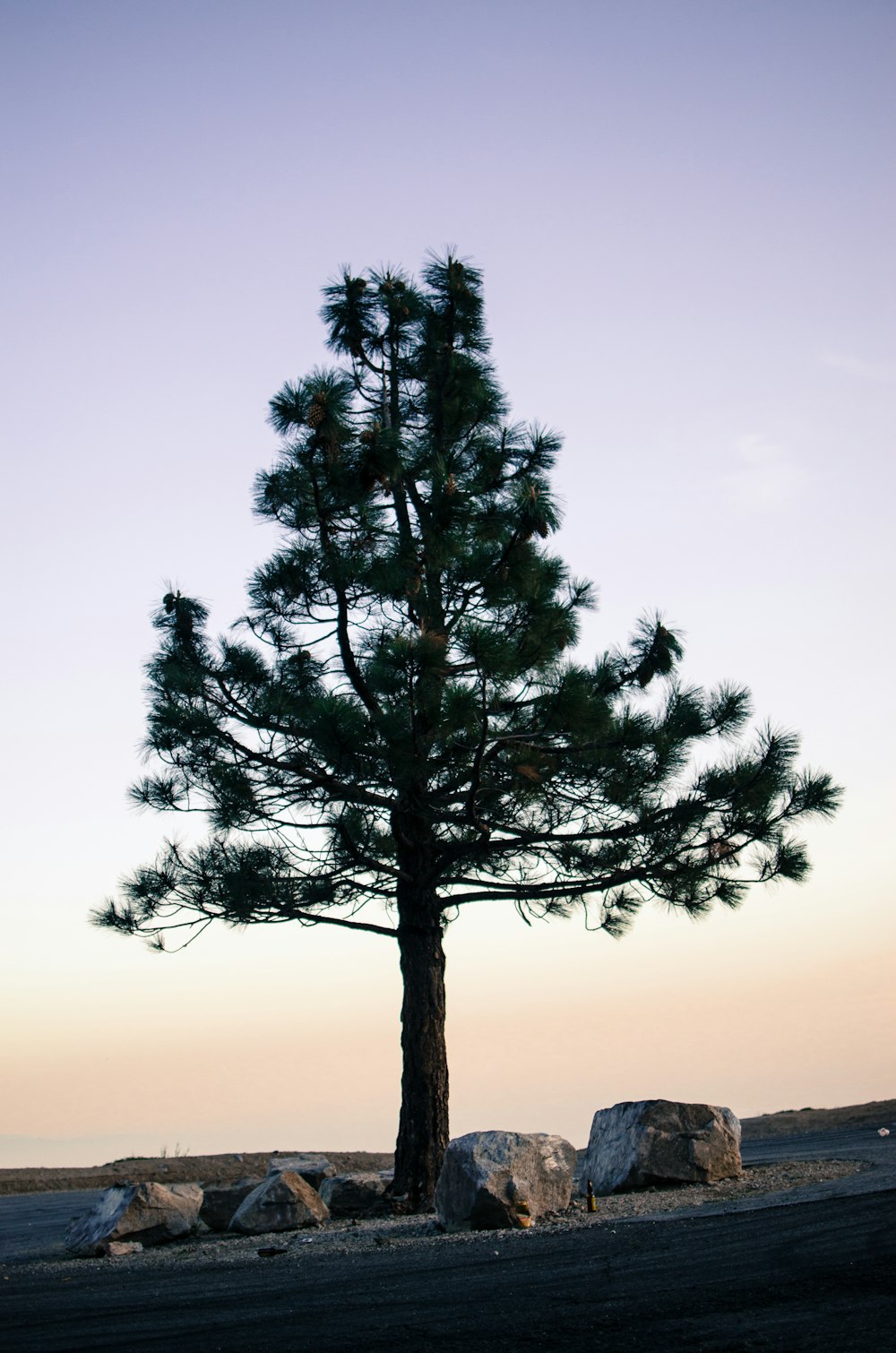 green tree under gray sky