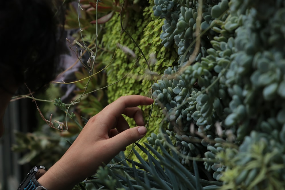 person holding green plant during daytime