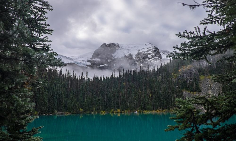 pine trees near mountain covered with snow