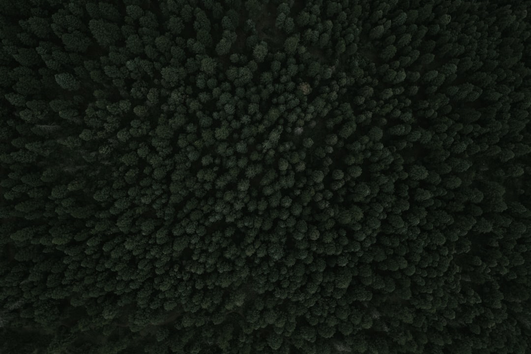 A drone shot of dense woods near Palmer Lake