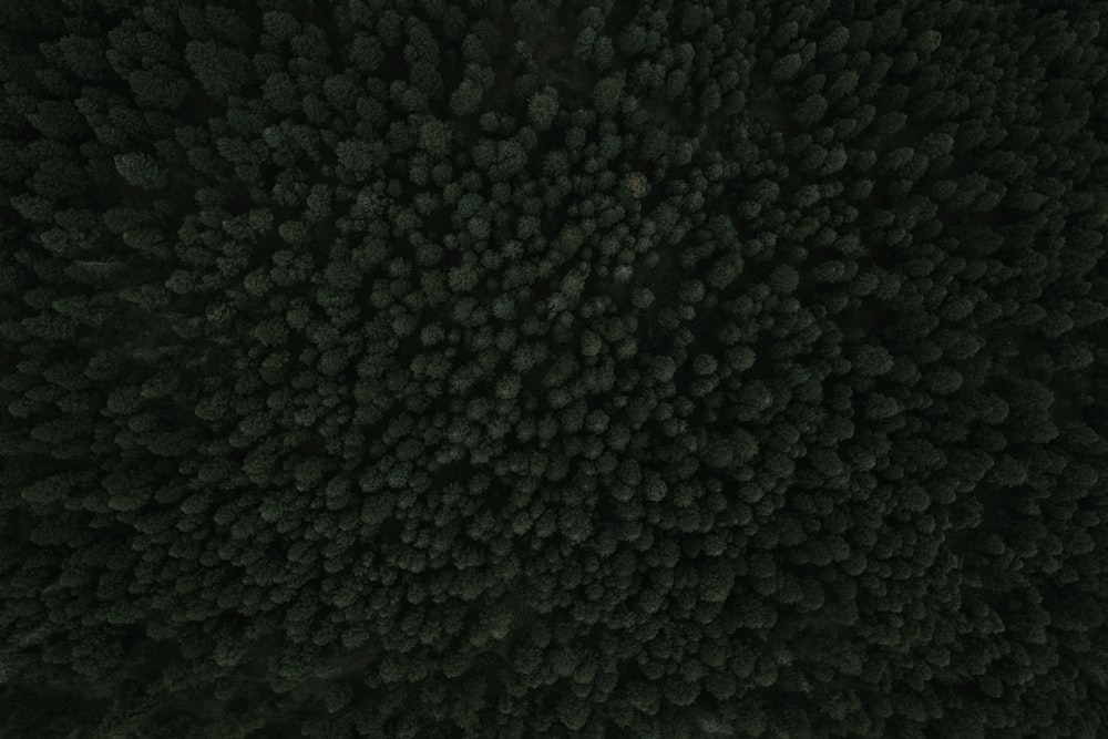 Una toma de dron de un denso bosque cerca del lago Palmer