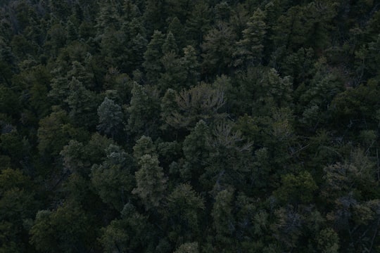 photo of Colorado Springs Forest near Pikes Peak Highway