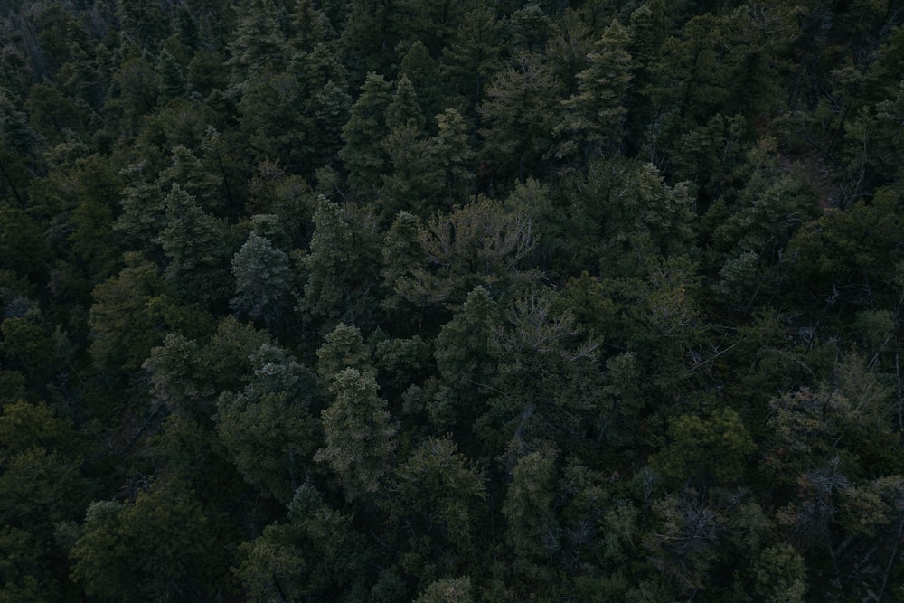 aerial photography of trees