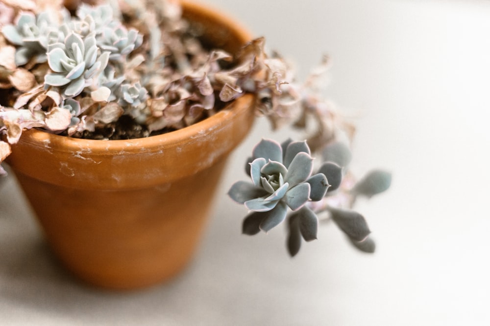 pot of succulent plant