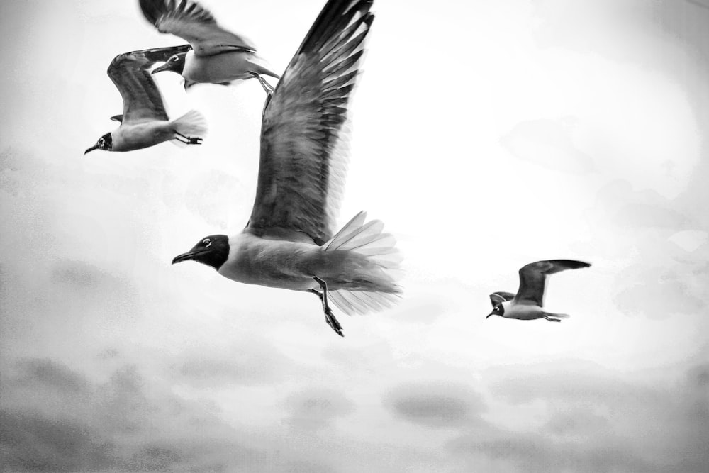 grayscale photography of four flying birds