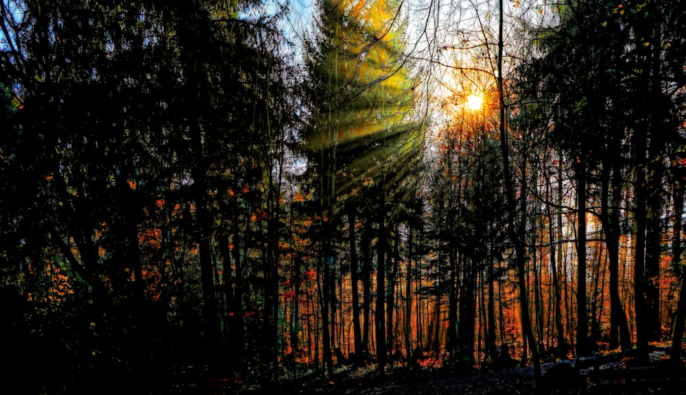 green trees during daytime