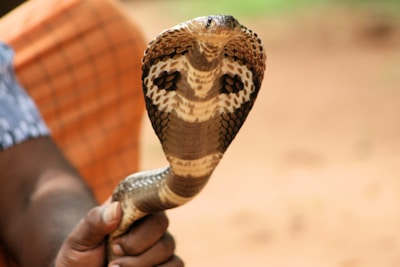 A person is holding a cobra with its hood expanded, showcasing the intricate patterns on its scales. The background is blurred, focusing attention on the snake.