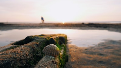Close-up of a delicate seashell necklace resting on driftwood by the shore