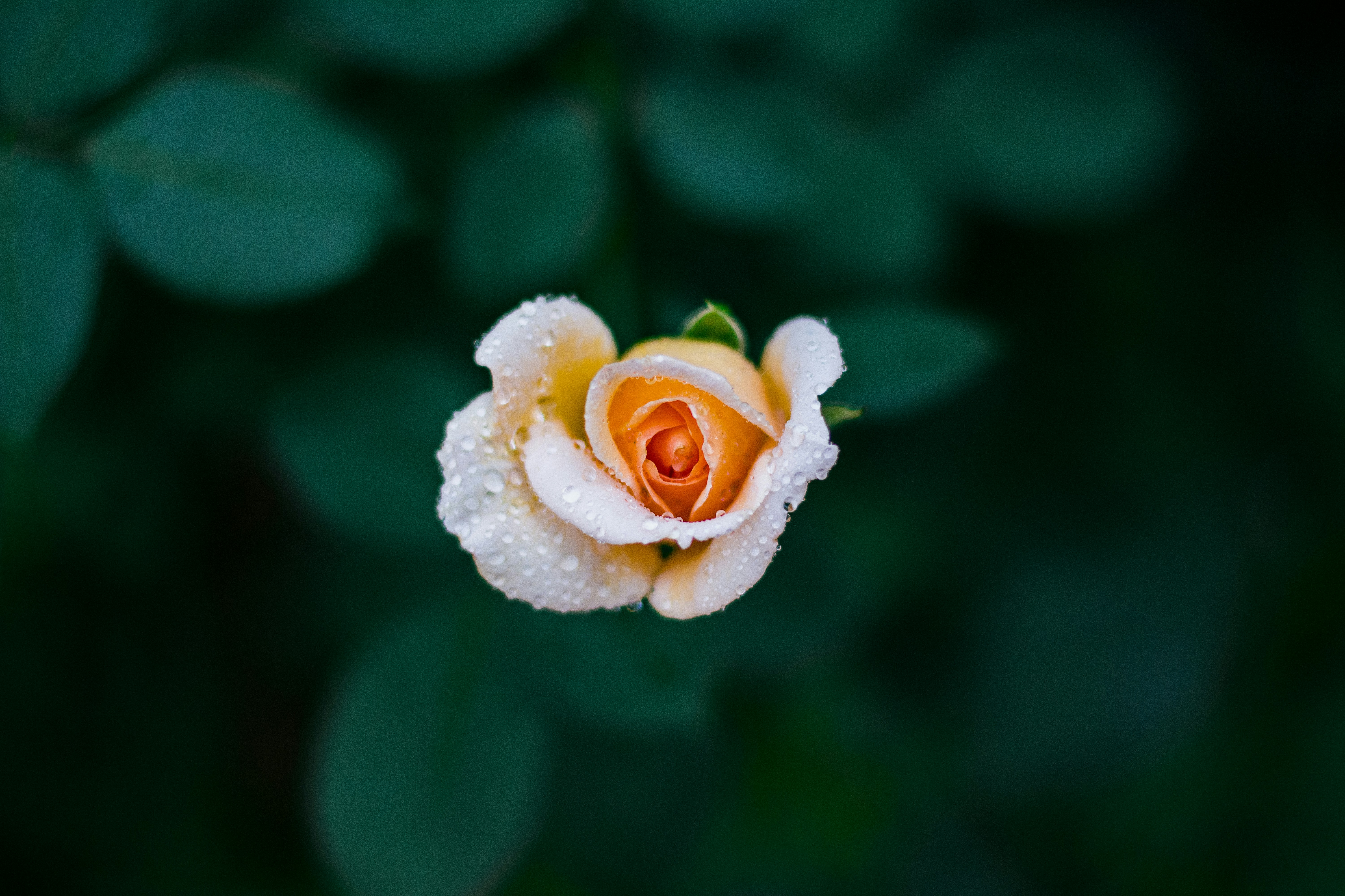 shallow focus photography of orange rose