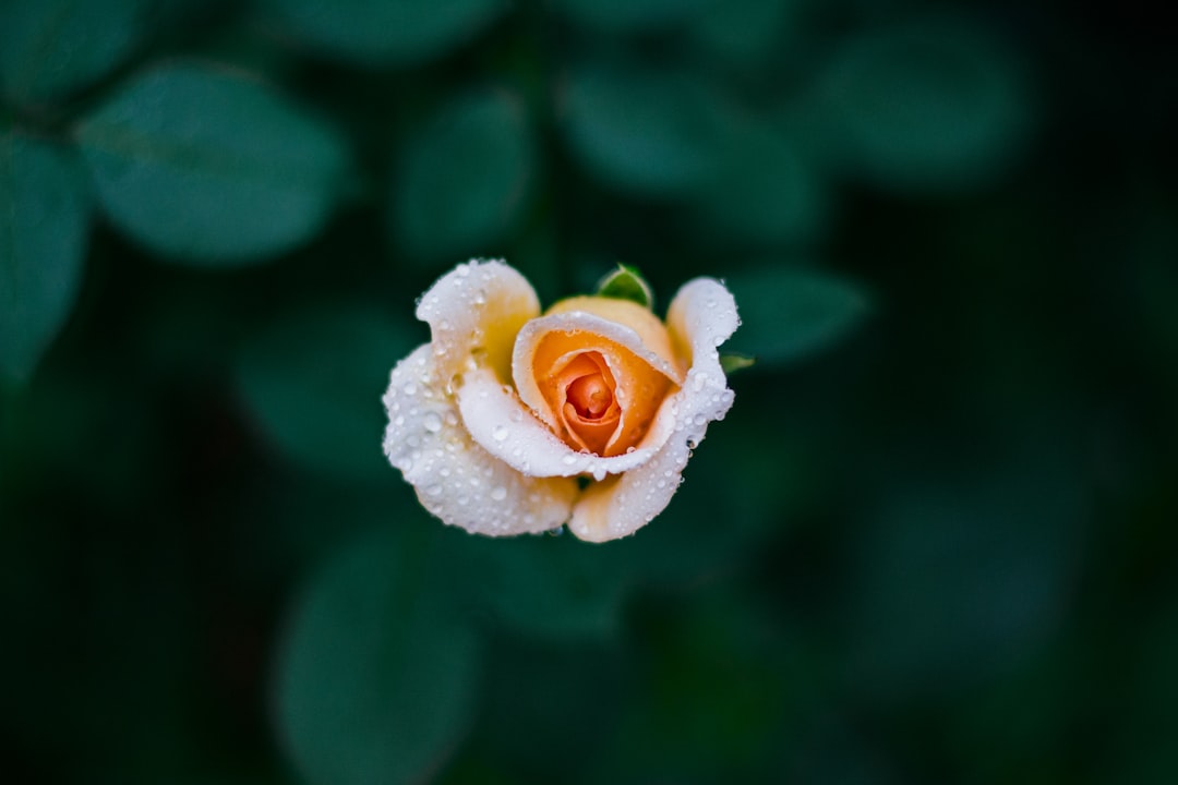 An overhead shot of a pale orange rose covered in tiny droplets