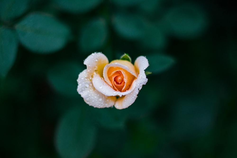 Fotografia de foco raso de rosa laranja