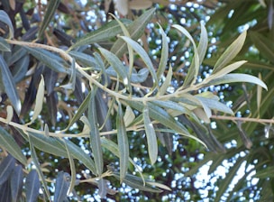 Close-up of olive-green leaves with a gentle silver shimmer reflecting sunlight.