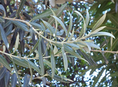 Close-up of olive-green leaves with a gentle silver shimmer reflecting sunlight.