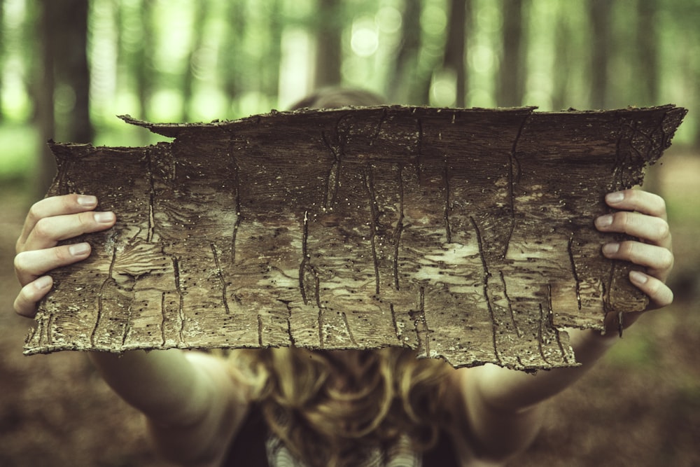 person holding brown wooden tree shell