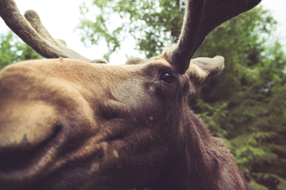 macro photography of brown moose