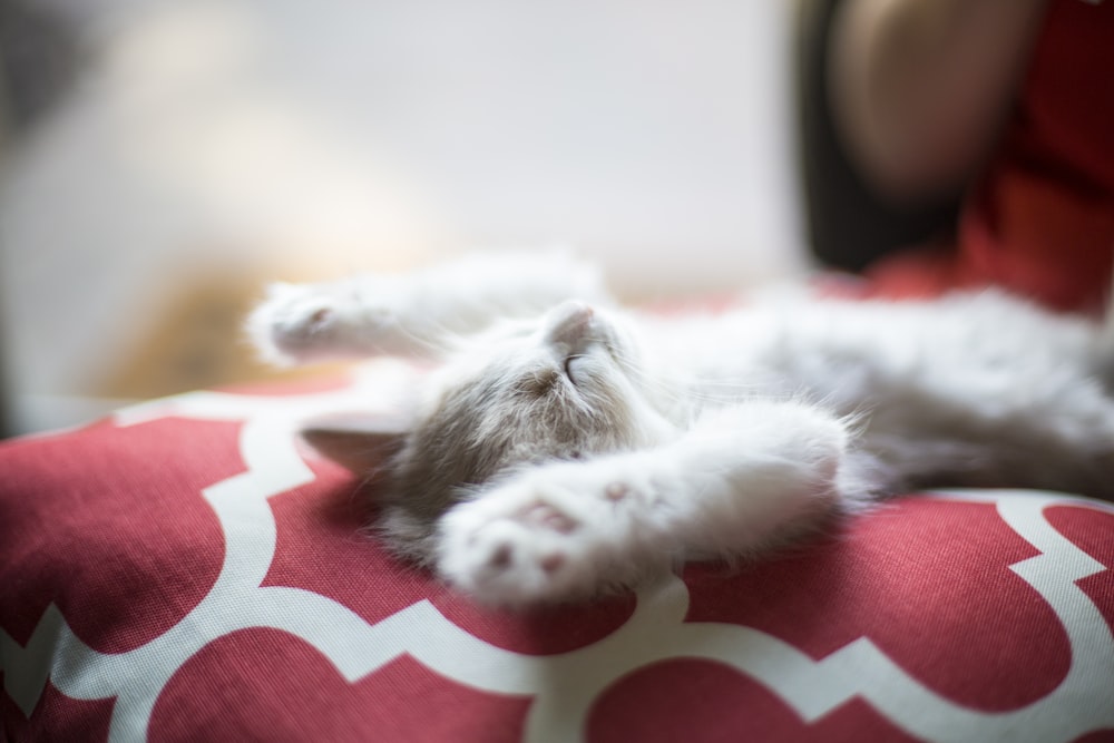 赤と白の四つ葉の布地に横たわる子猫