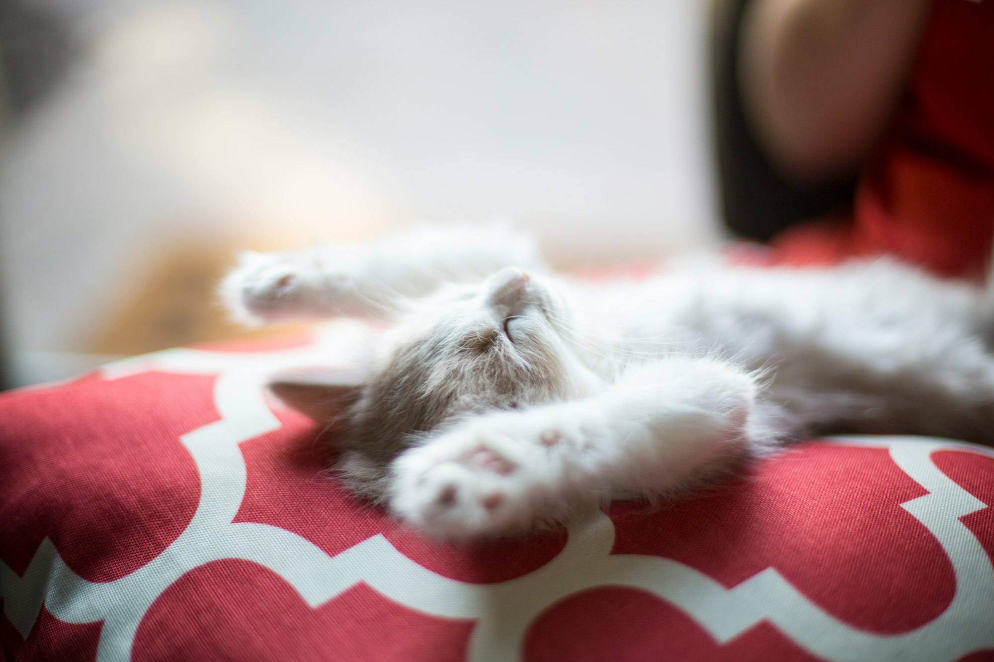 a tired kitten stretching