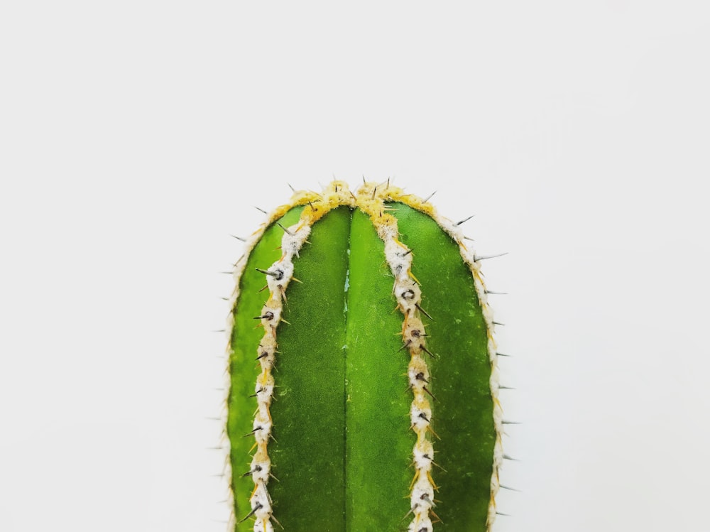Grüne Kaktuspflanze