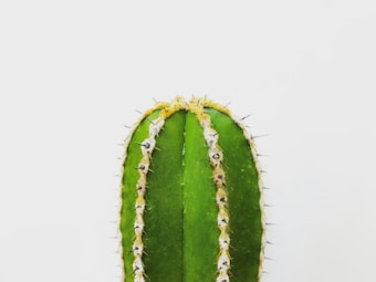 A close-up view of a vibrant green cactus with sharp spines against a plain white background, highlighting its natural texture and details.