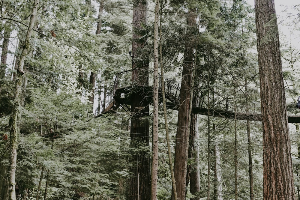 arbres verts pendant la journée