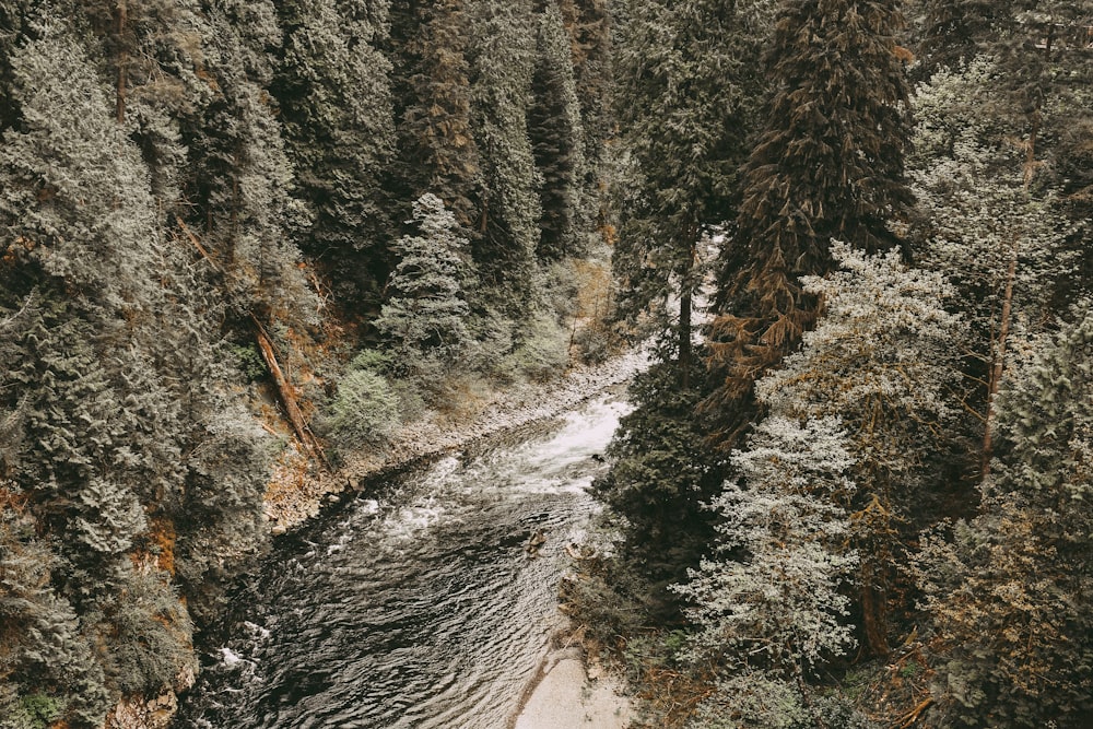 aerial photography of lake between trees