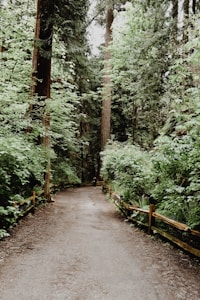 Wandering Paths