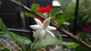 Midnight Jasmine Mist