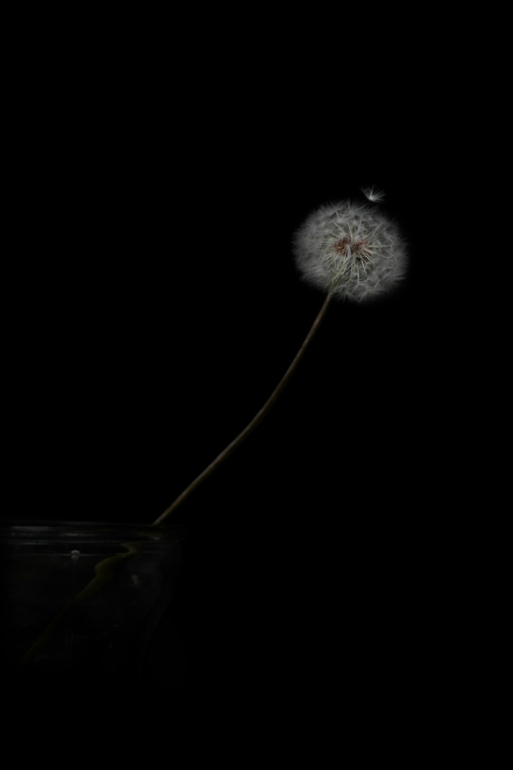 white dandelion with black background