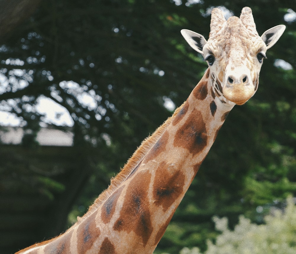 giraffe behind trees