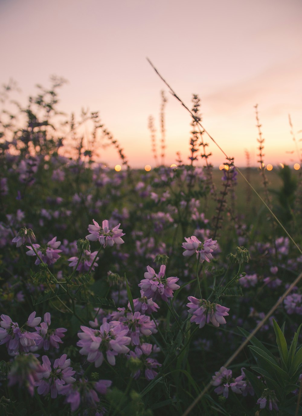 オレンジ色の夕焼けの下の紫色の花