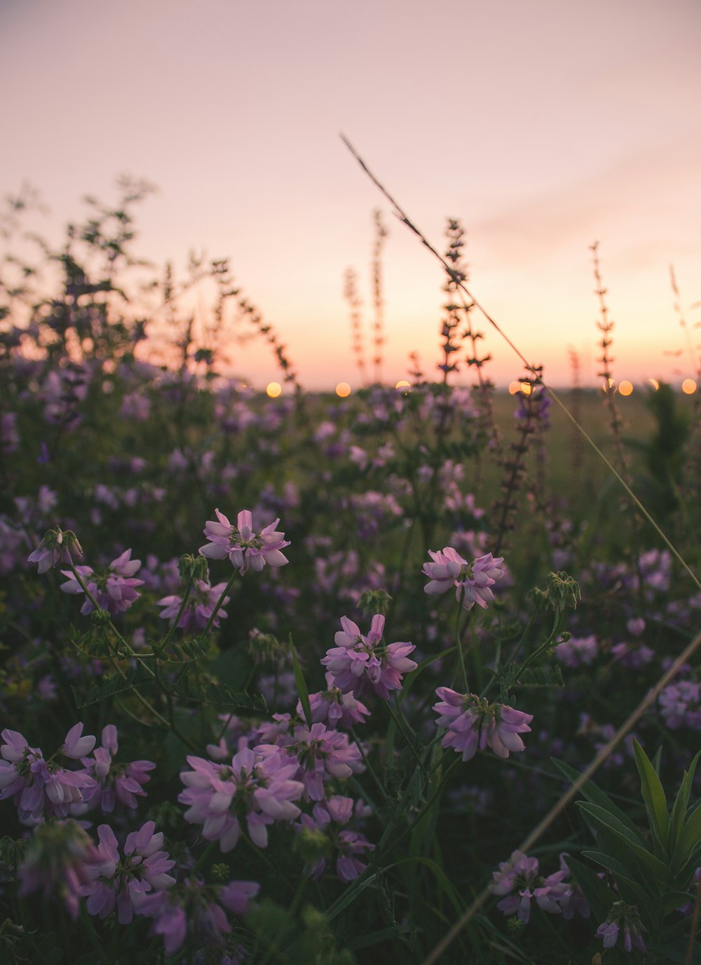 fleurs violettes sous le coucher de soleil orange