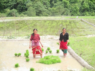 Two women are working in a rice paddy field surrounded by lush green trees. They are smiling while planting rice seedlings in the flooded field. Both are wearing traditional clothing with vibrant colors.