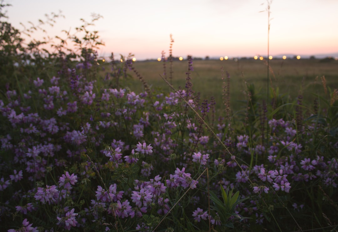 purple flower field during sunset