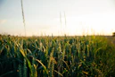 green wheat field during daytime