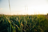 green wheat field during daytime